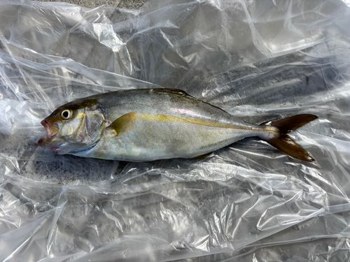 ショゴの釣果