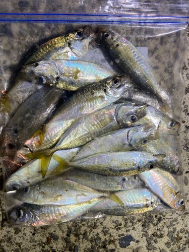 アジの釣果