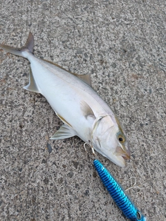 カンパチの釣果