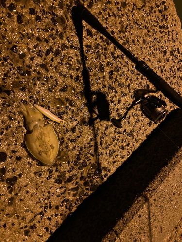 コウイカの釣果