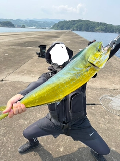 シイラの釣果