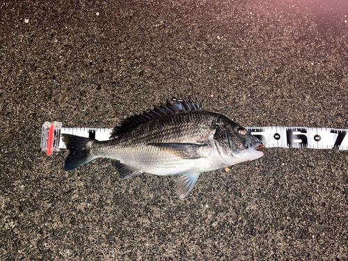 チヌの釣果