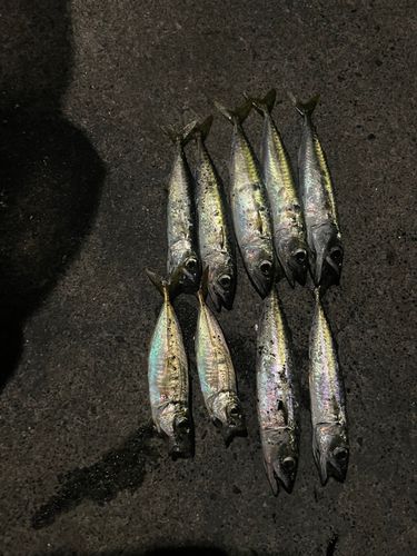 アジの釣果