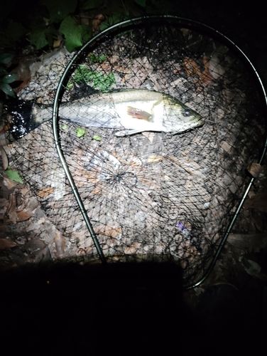 フッコ（マルスズキ）の釣果
