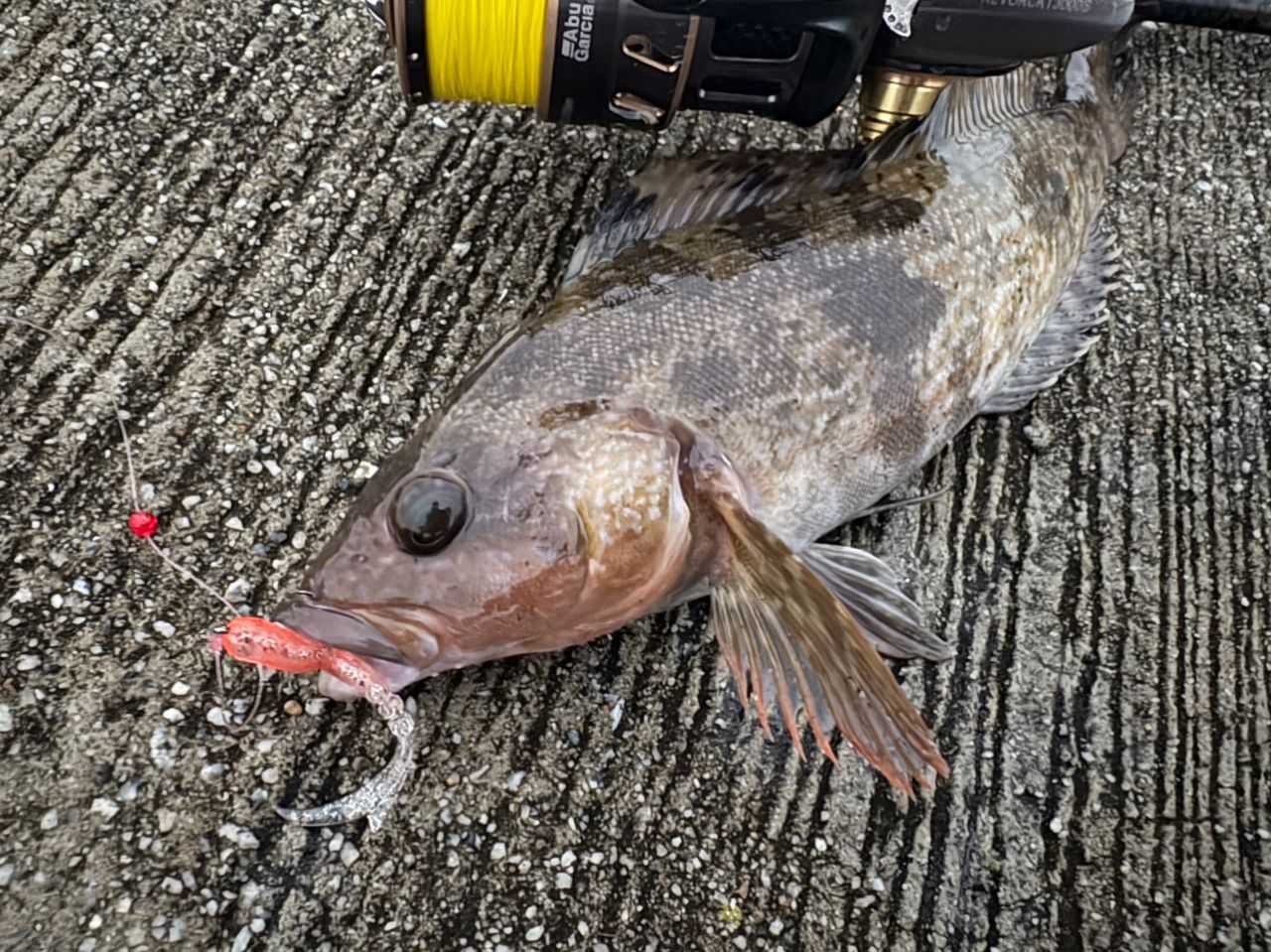 AbuGarcia エラディケーター ロックスイーパー ERSS-77MHFの最安値
