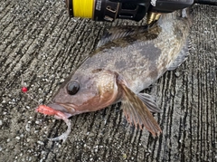 アイナメの釣果