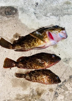 カサゴの釣果