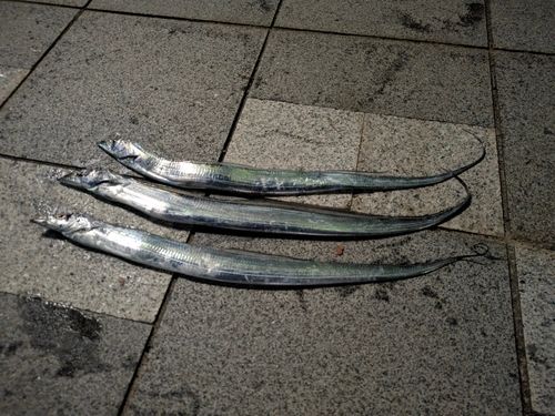 タチウオの釣果