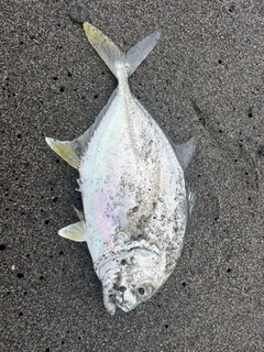 メッキの釣果