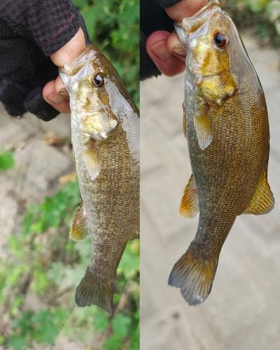 スモールマウスバスの釣果