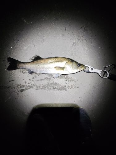 フッコ（マルスズキ）の釣果