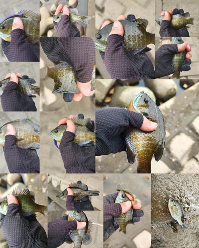 ブルーギルの釣果