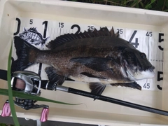 チヌの釣果