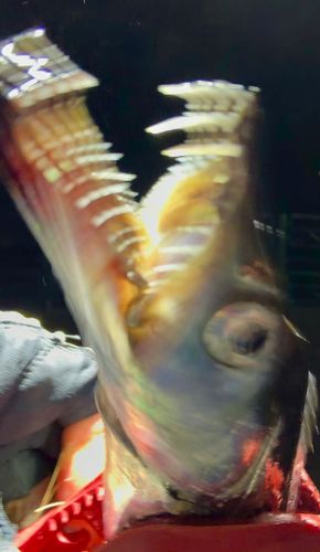 タチウオの釣果