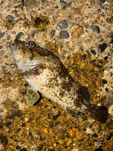 ムラソイの釣果
