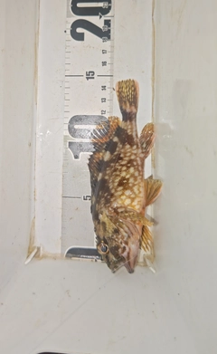 ガシラの釣果