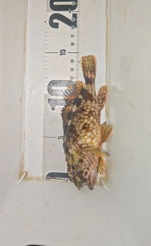 ガシラの釣果