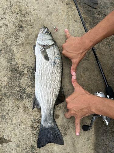 ヒラスズキの釣果