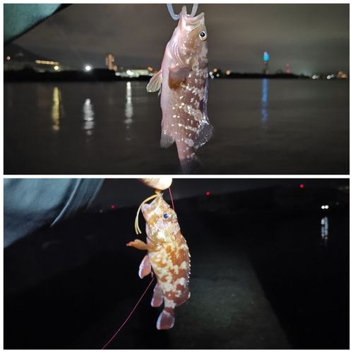アコウの釣果
