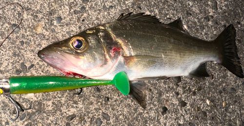 セイゴ（マルスズキ）の釣果