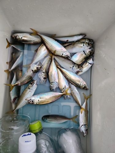マアジの釣果