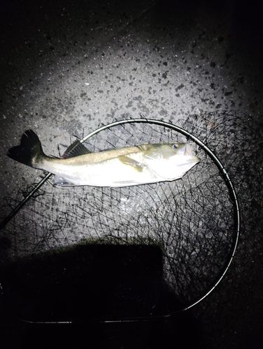 フッコ（マルスズキ）の釣果