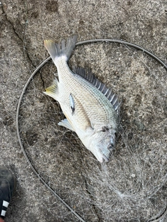 キビレの釣果