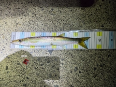 カマスの釣果