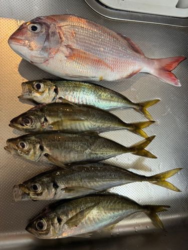 アジの釣果