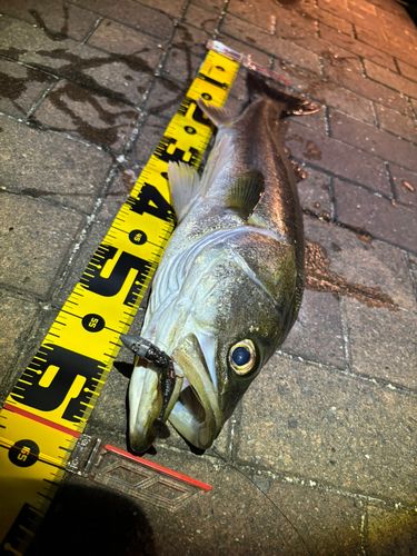 シーバスの釣果