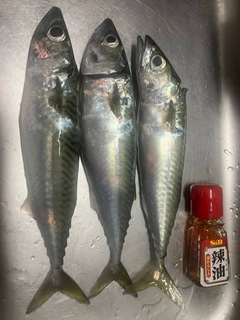 サバの釣果