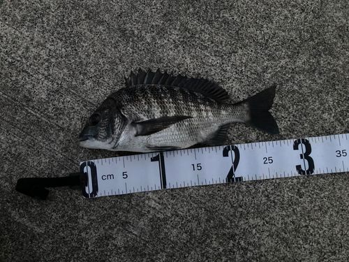 チヌの釣果