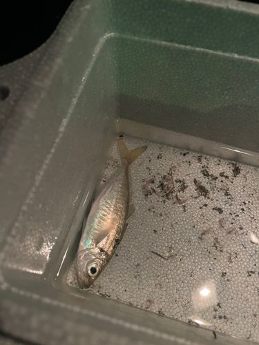 マアジの釣果