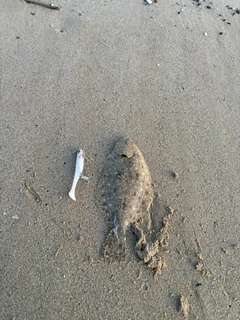 ソゲの釣果