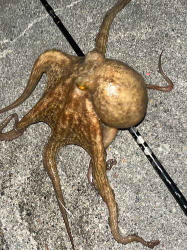 タコの釣果