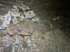イネゴチの釣果