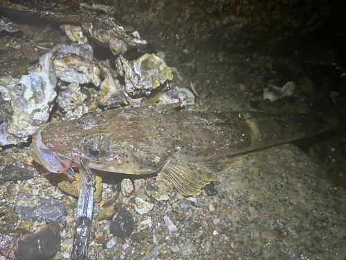 イネゴチの釣果