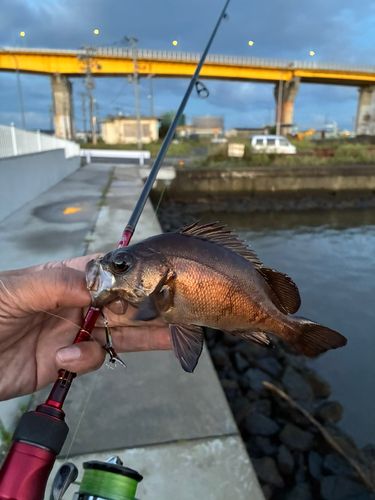 メバルの釣果