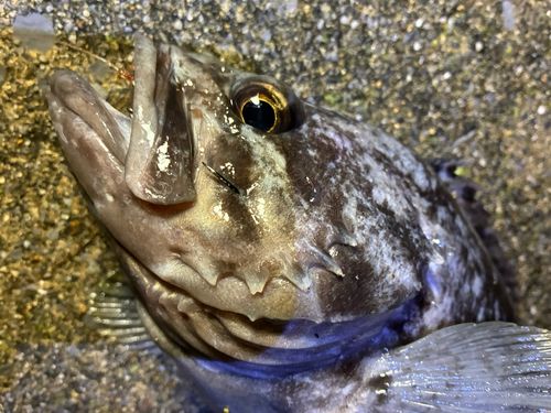クロソイの釣果