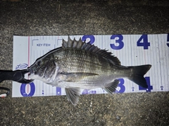 クロダイの釣果