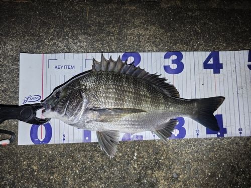クロダイの釣果