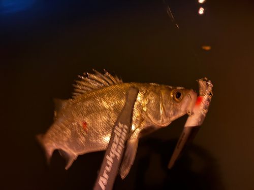 セイゴ（マルスズキ）の釣果