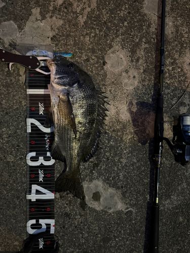 チヌの釣果