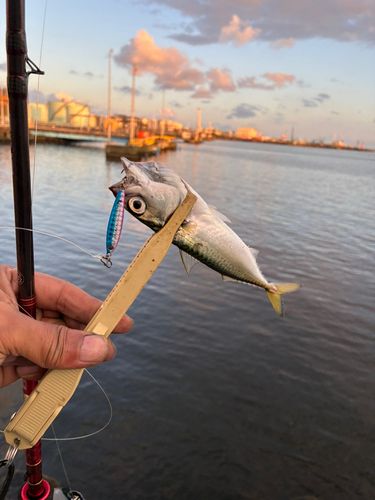 サバの釣果
