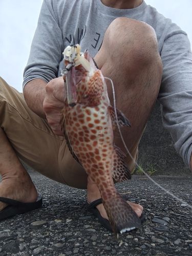 オオモンハタの釣果