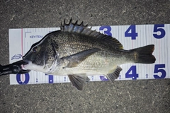 クロダイの釣果