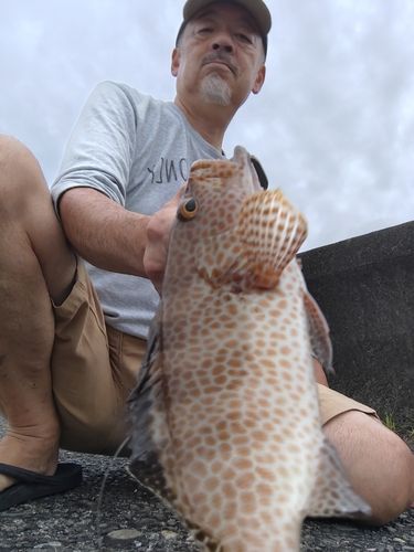 オオモンハタの釣果