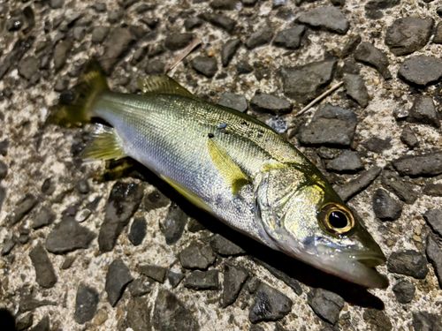 セイゴ（マルスズキ）の釣果