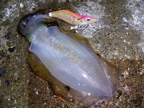 アオリイカの釣果