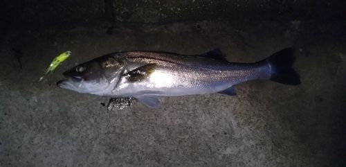 シーバスの釣果